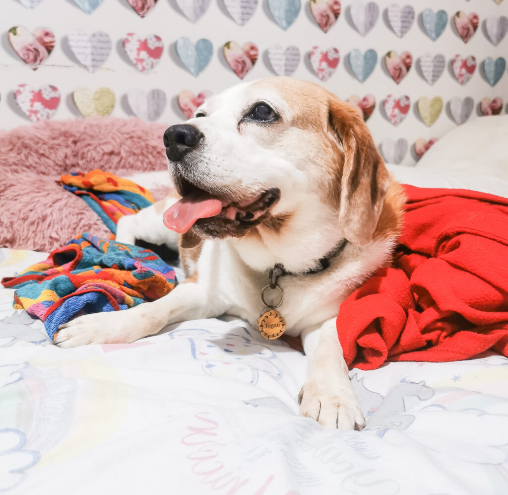 a senior beagle lying on a bed with her mouth open and tongue looking away from the camera