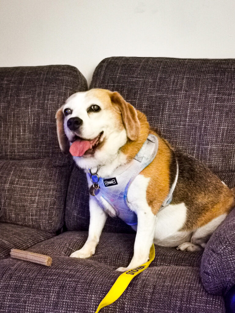 a senior beagle witting on a gret sofa wearing a mermaid style harnes. Herm outh is open and tongue hanging out with a happy look on her face.