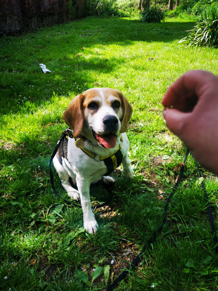 a happy smiling beagle with her mouth open wating to take a treat.