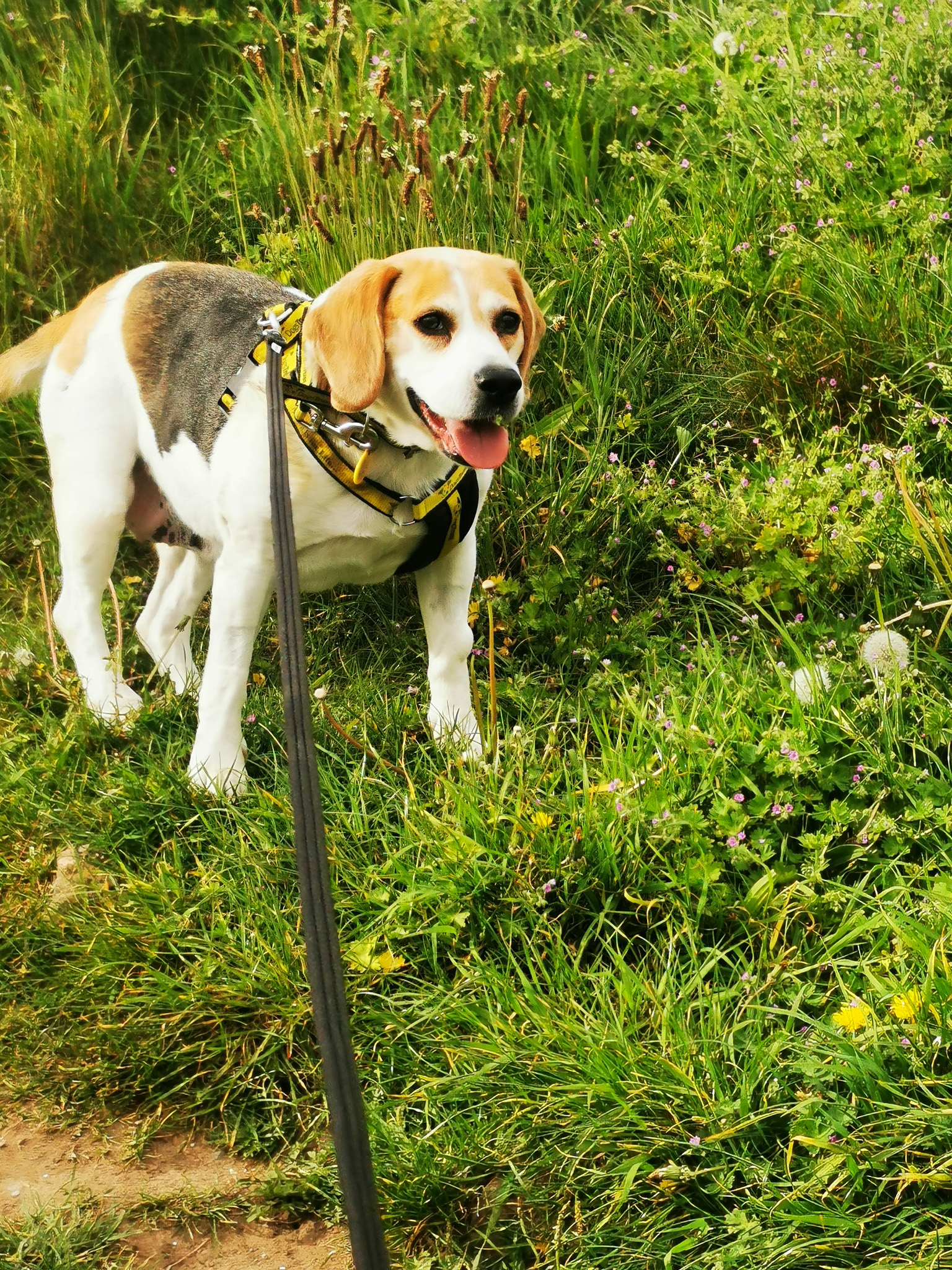 a senior bealge standing tall in grass mouth open smiling tongue out lookign at the camra wearing a dogs trust harness with black lead