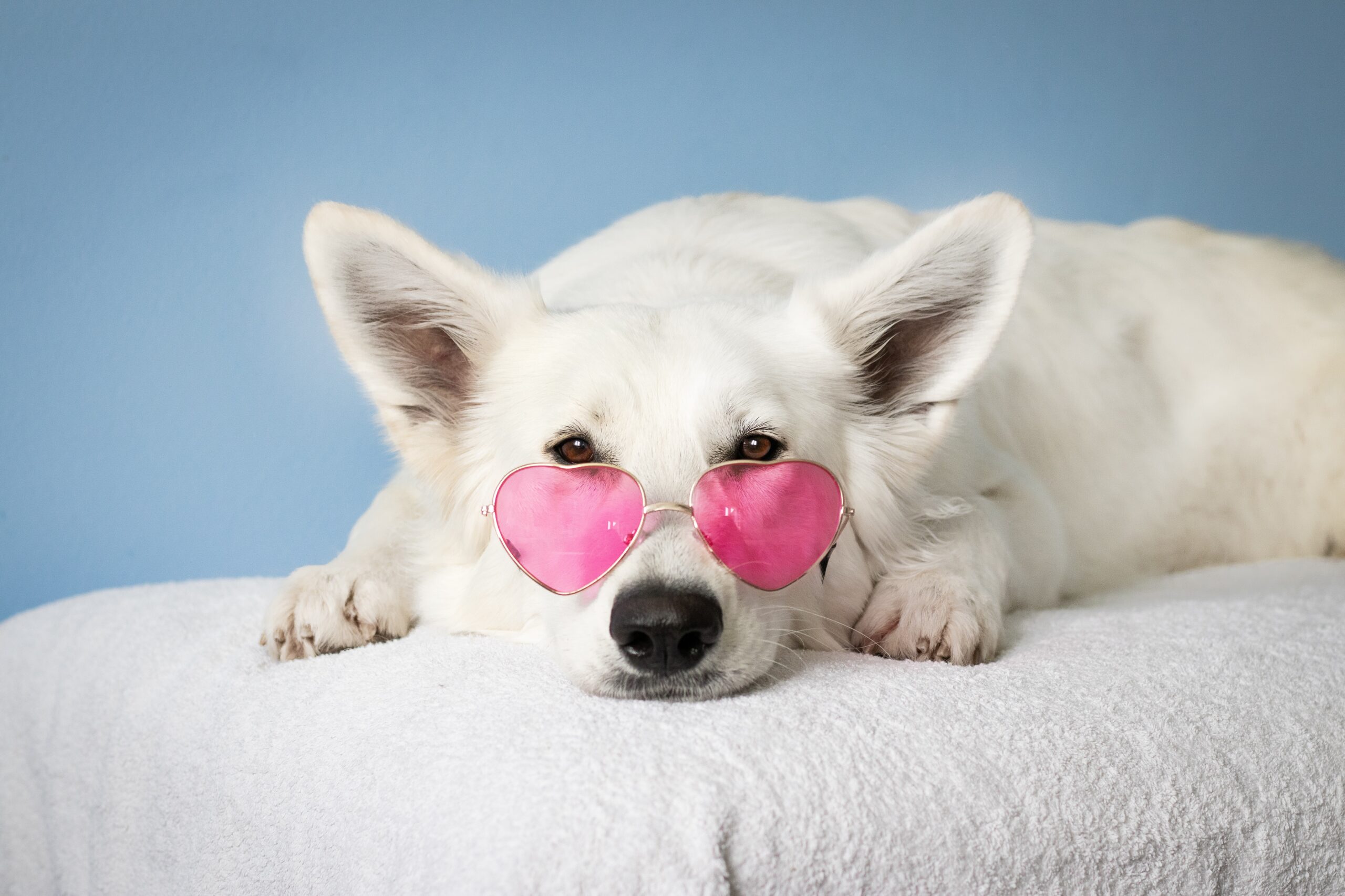 Separation Anxiety in Dogs: How to Help Your Pup Feel Calm When You Leave