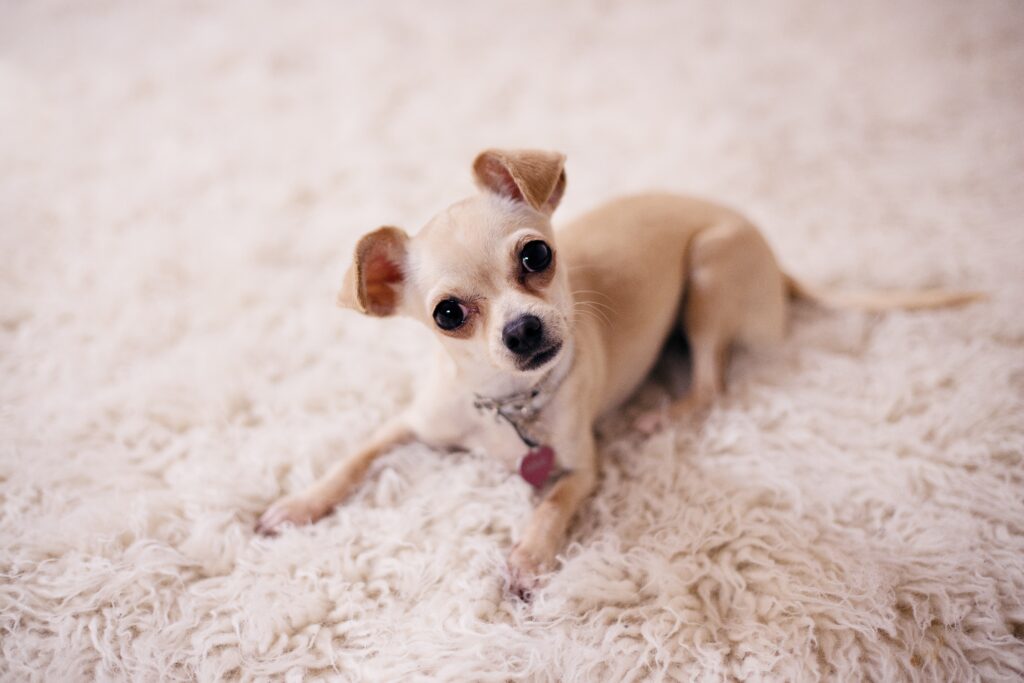 a small chihuahua on a fluffy blanket