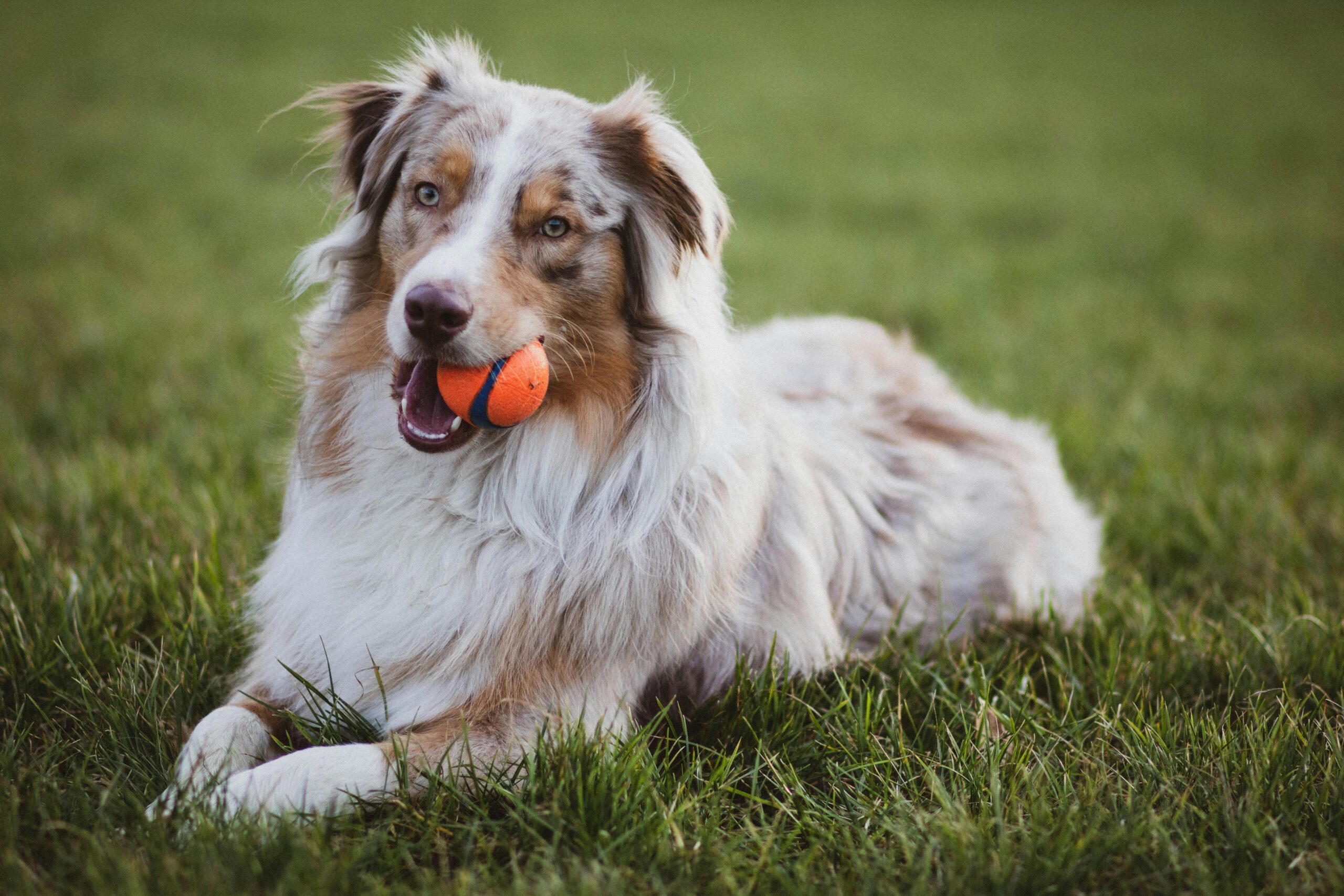 Unexpected Perks of Having a Dog