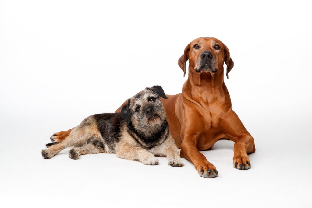 twodogs lying down against awhite background. One small grey dog with head tilted and a larger brown/red dog