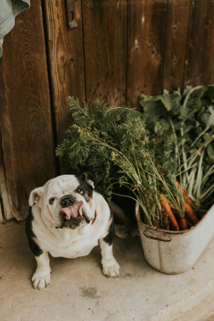 a black and white english bulldog sat down next to a basket of carrots with its tongue out