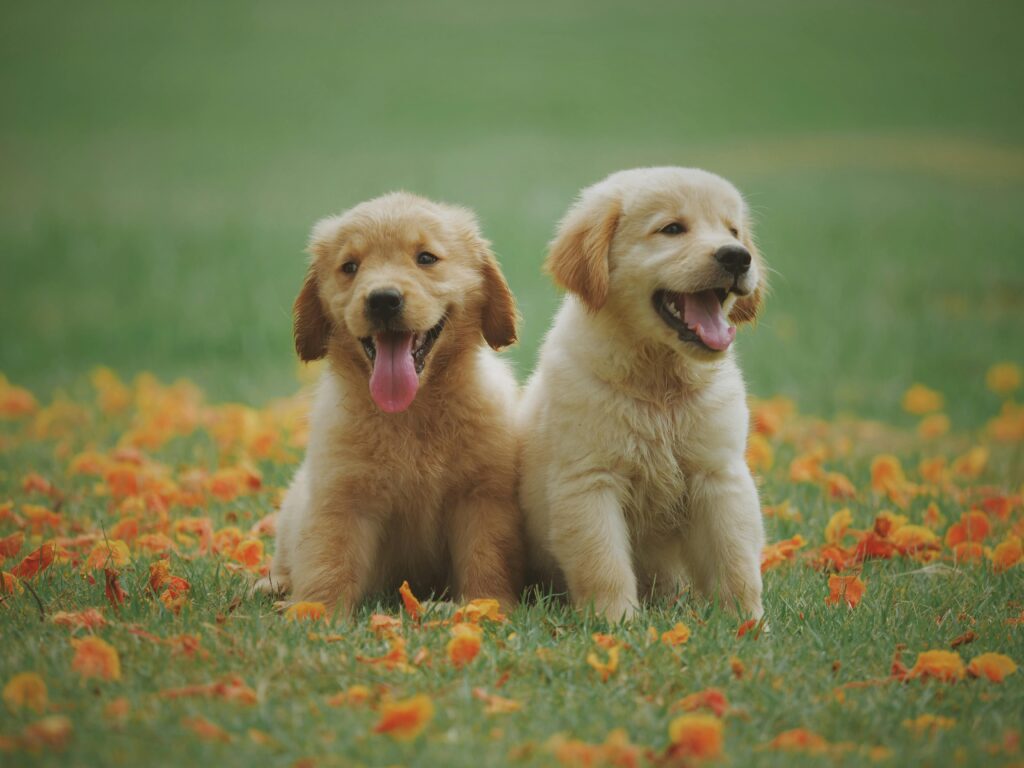 two yellow retreiver puppies