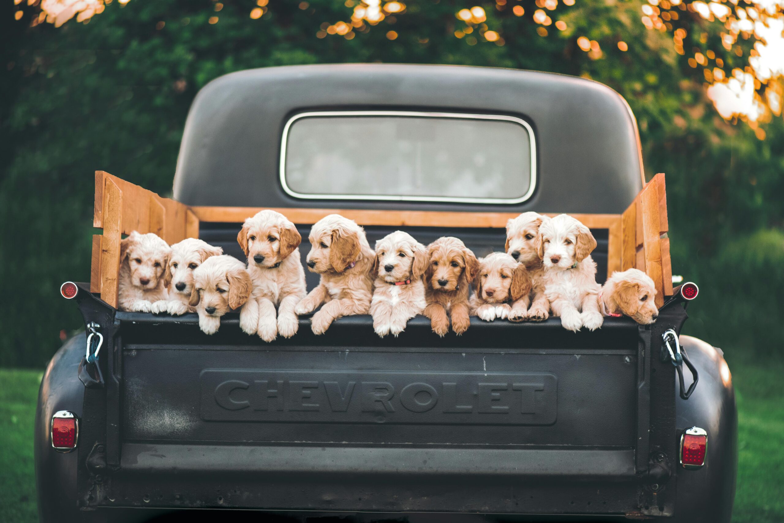 15 Essential Questions to Ask a Dog Breeder Before Buying a Puppy