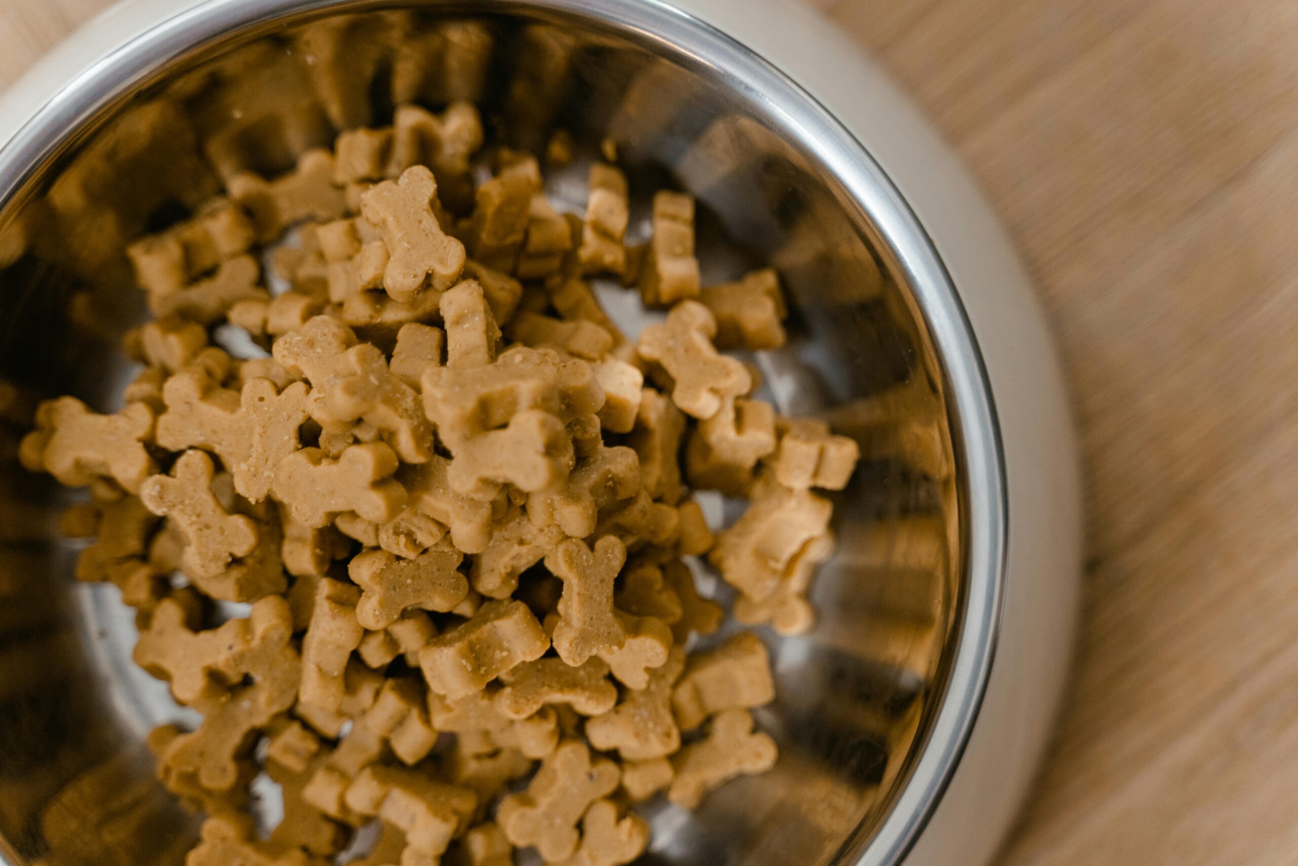 Why Is My Dog Not Eating? Common Causes and Solutions