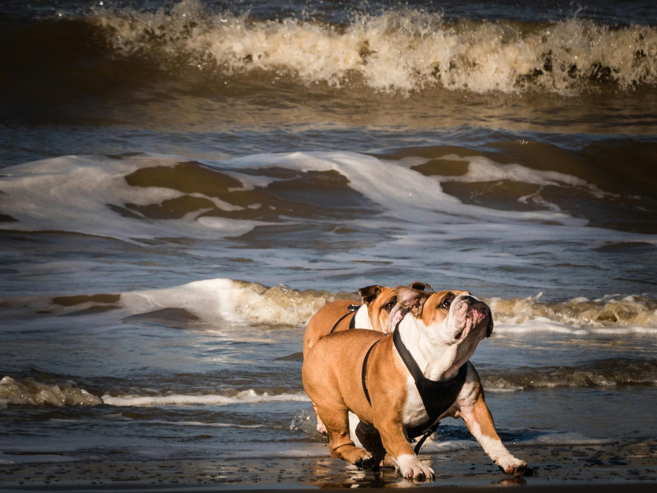 two tan and white english bulldogs runing through water with waves crashing behind them