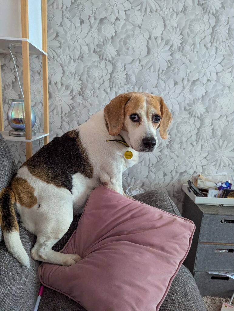 A tri colured beagle on the arm of a sofa looking at the camera.