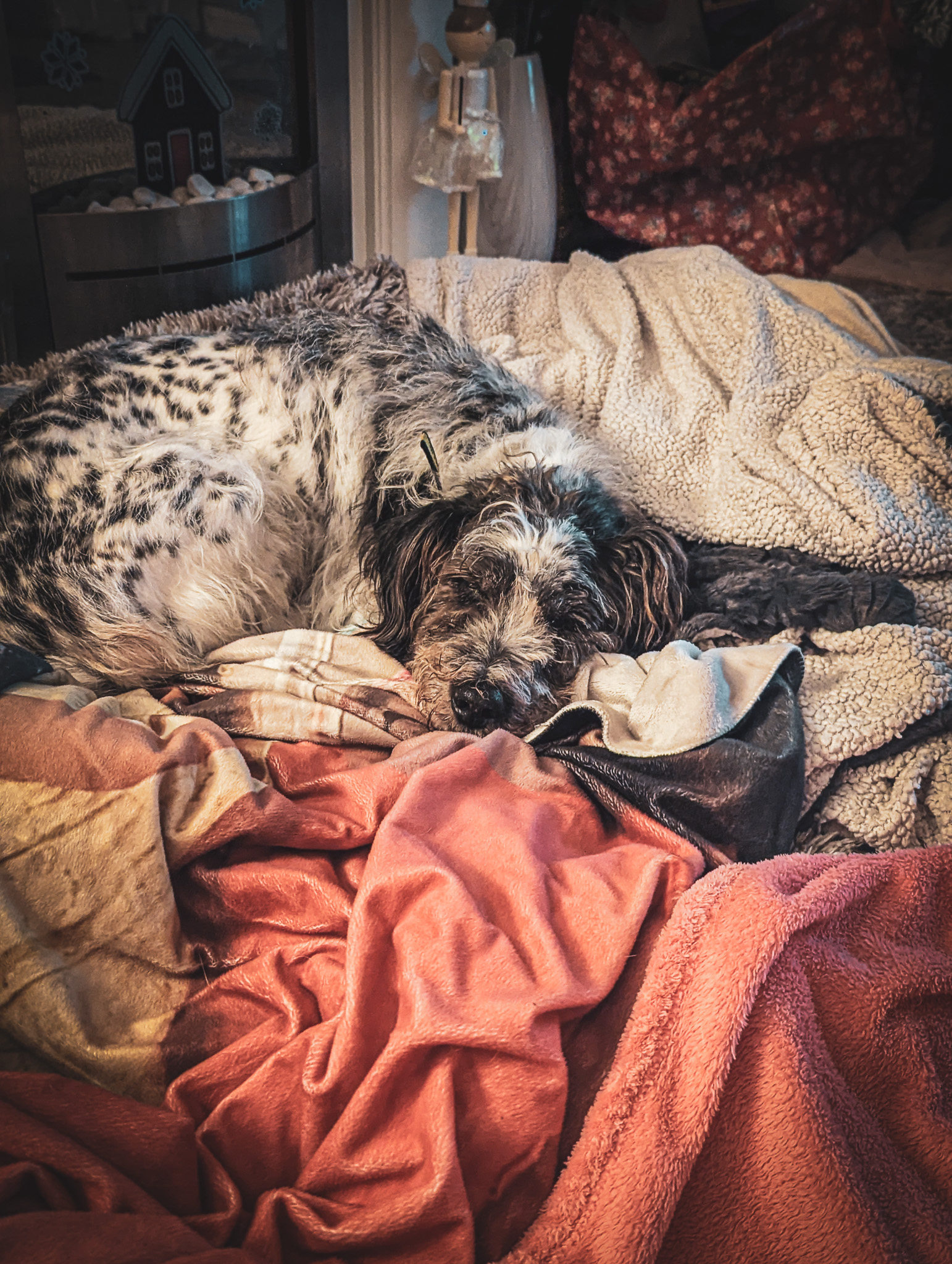 Alfie a grey and white mixed breed dog lying on blankets.