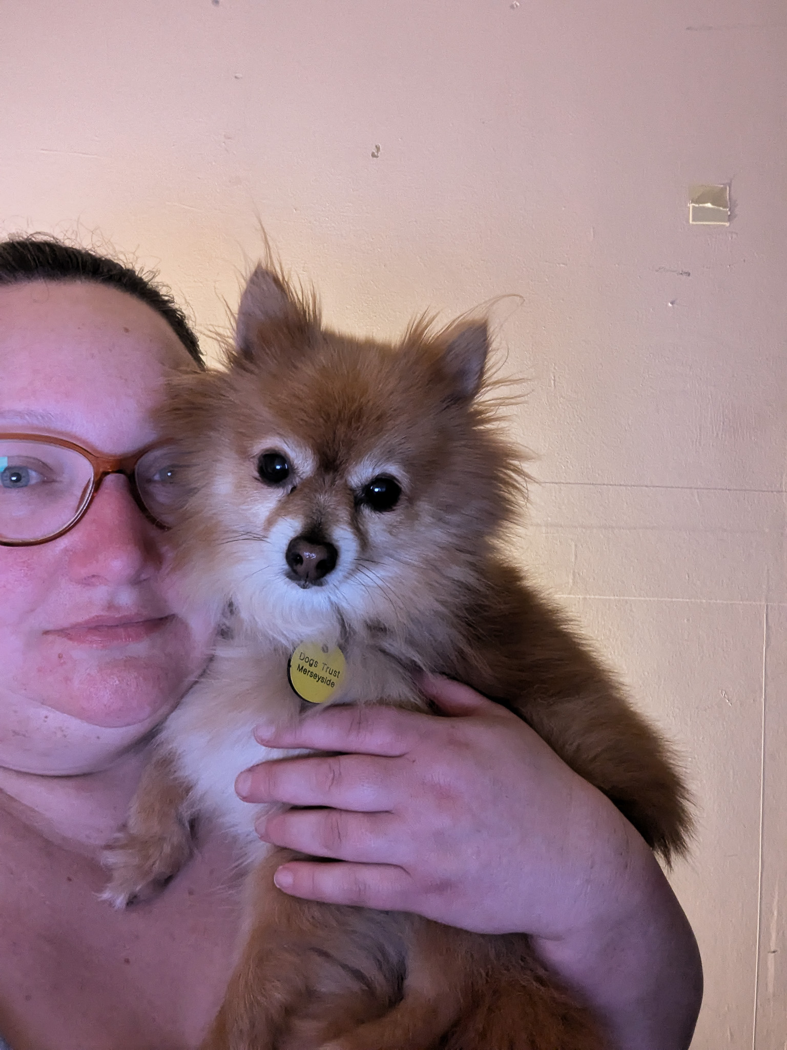 a small tan coloured pomeranian ditting on a womans shoulder