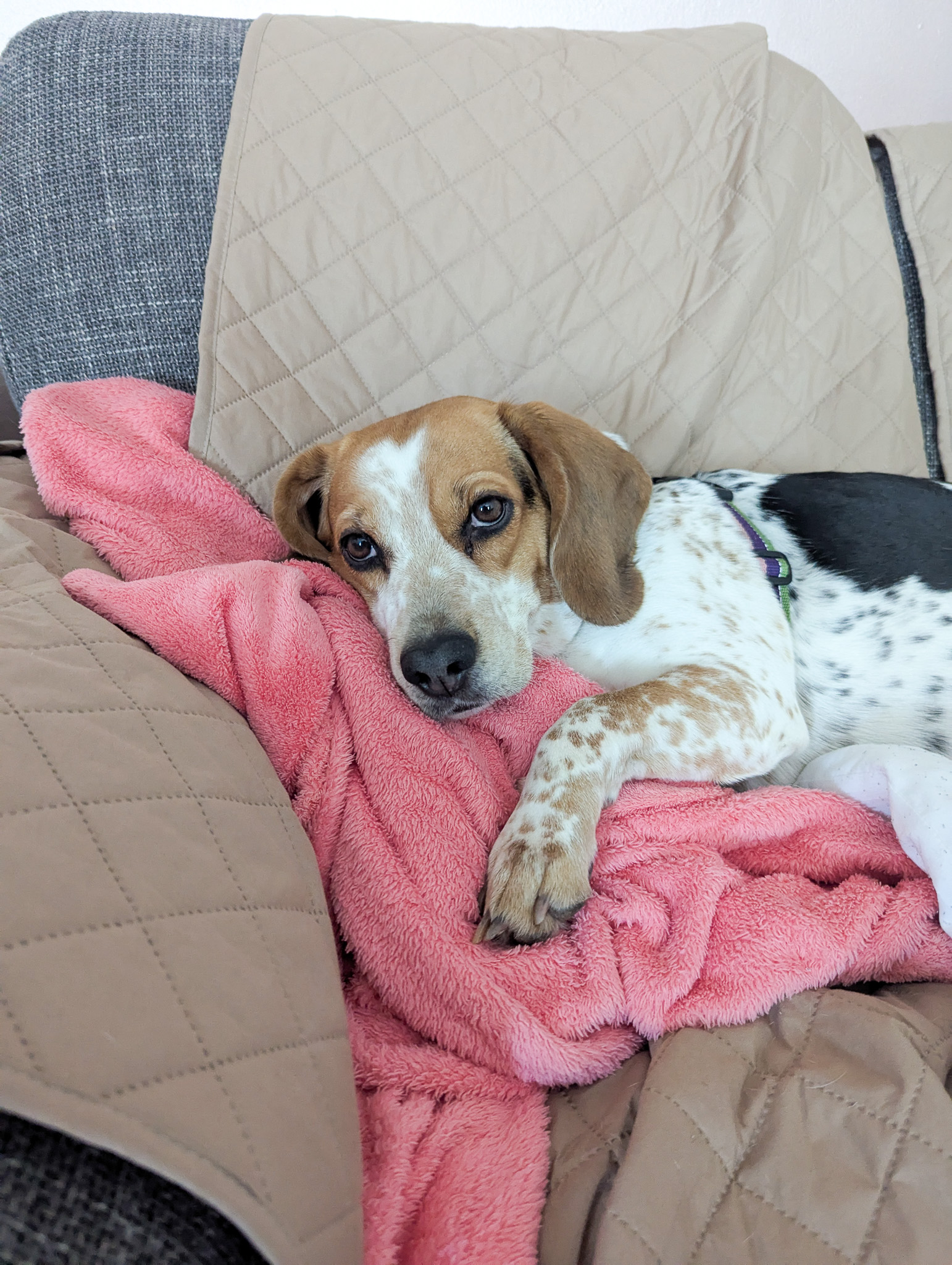a tri coloured beagle with unique black spots laying on a pink blanket on a sofa with tan coloured covers on it