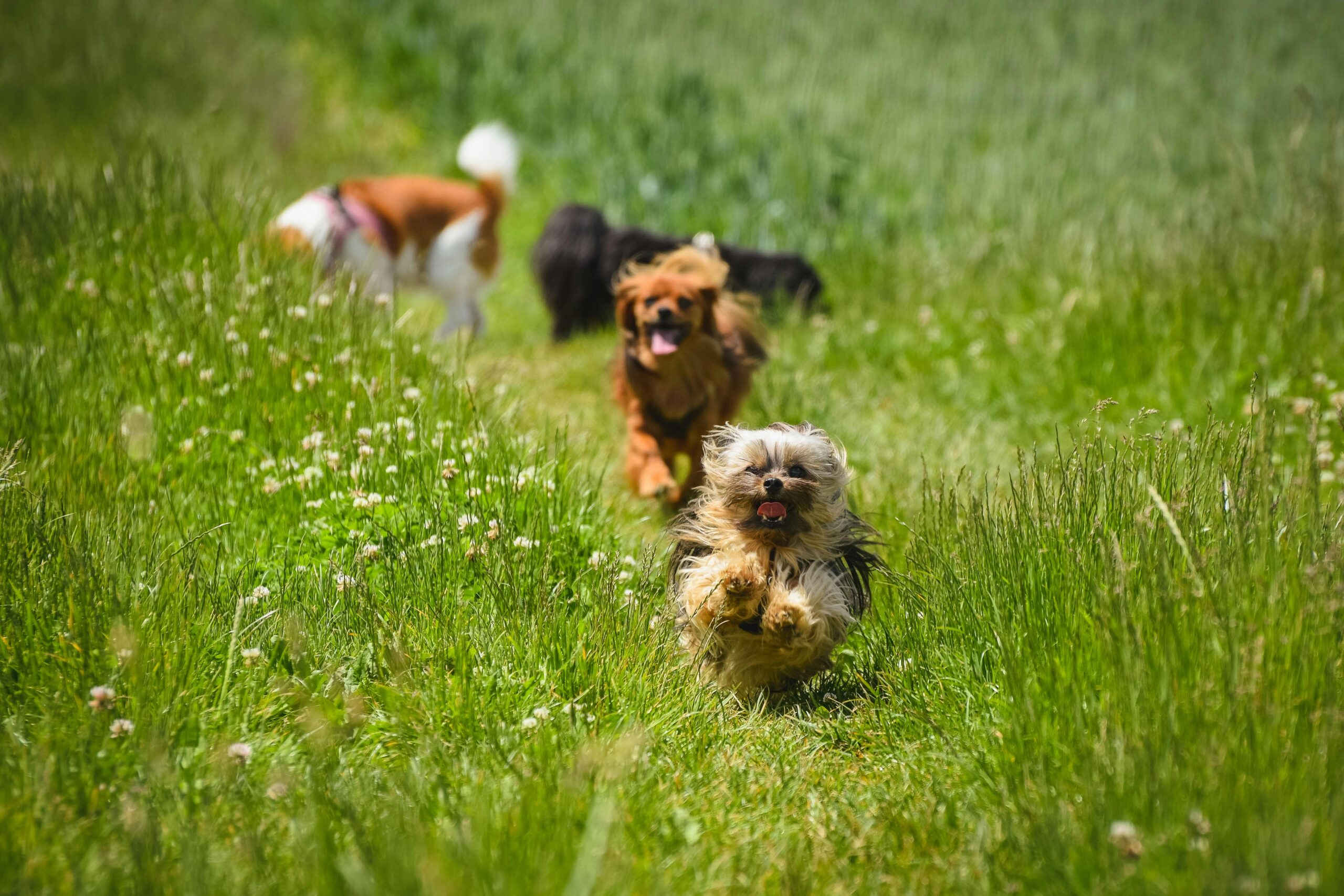 three small to medium dogs in various colours runnign through grass on a sunny day.
