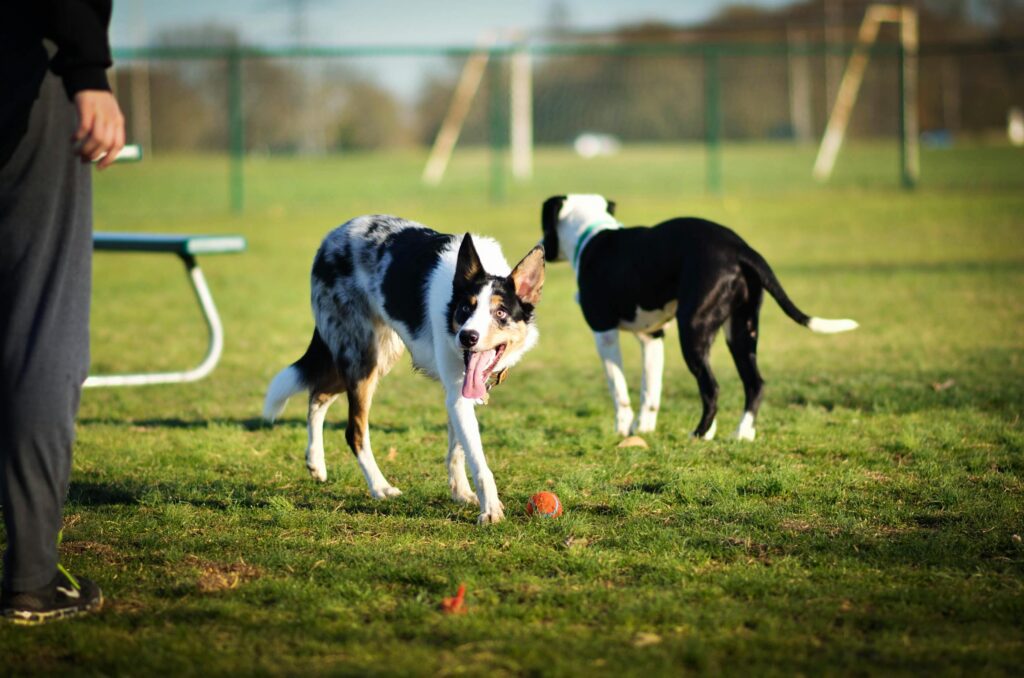 two black and white collie type dogs in a grassy area with one facing the camera panting