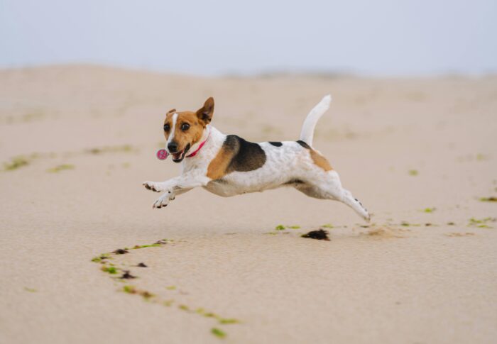 The Bloody Nightmare of Walking a Social Dog When You’re Not