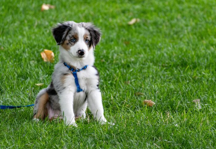 Training Humans 101: What Dogs Really Teach Us