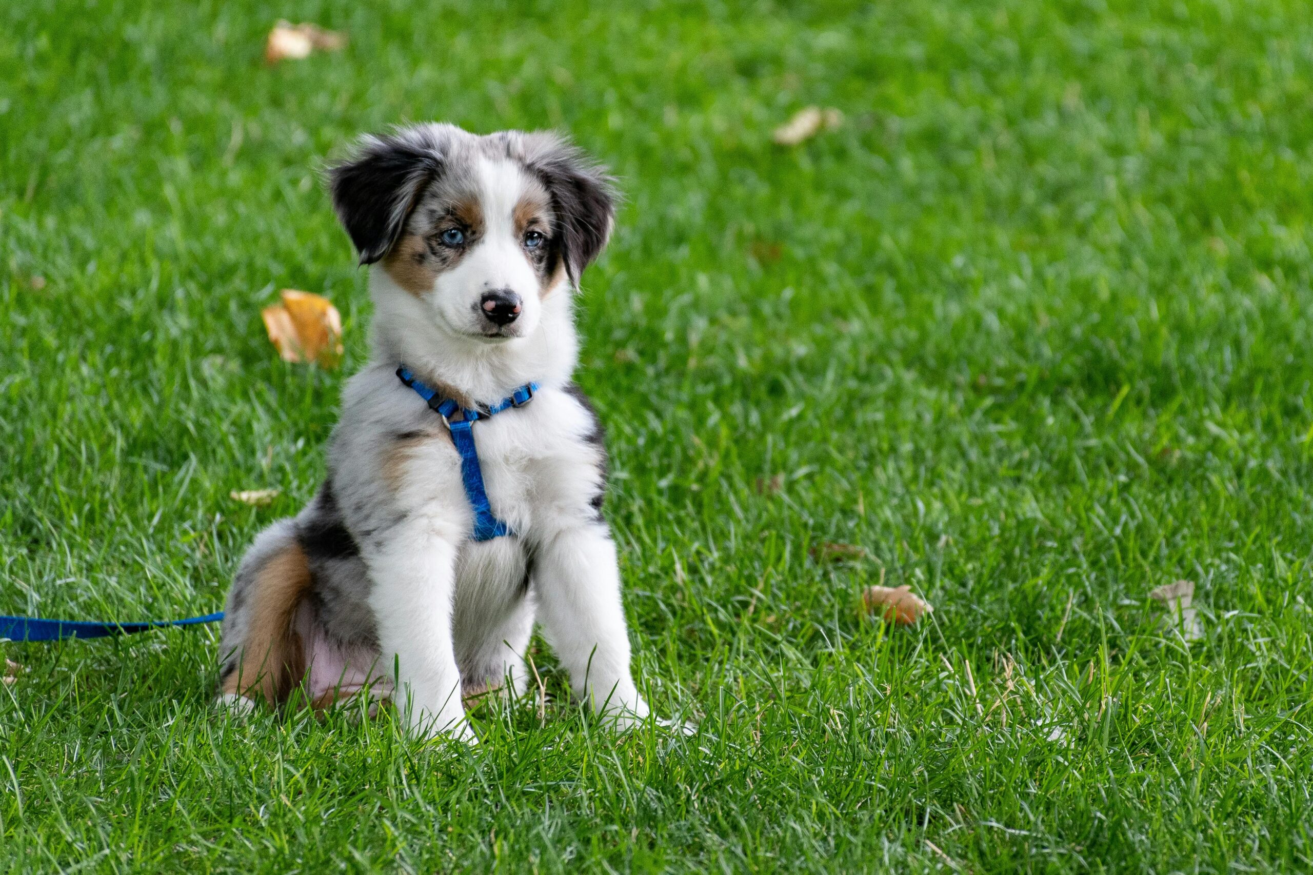 Young dog standing in green grass, ears perked and eyes focused