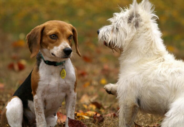 From Bounce to Bed: How to Spot When Your Dog Is Overtired