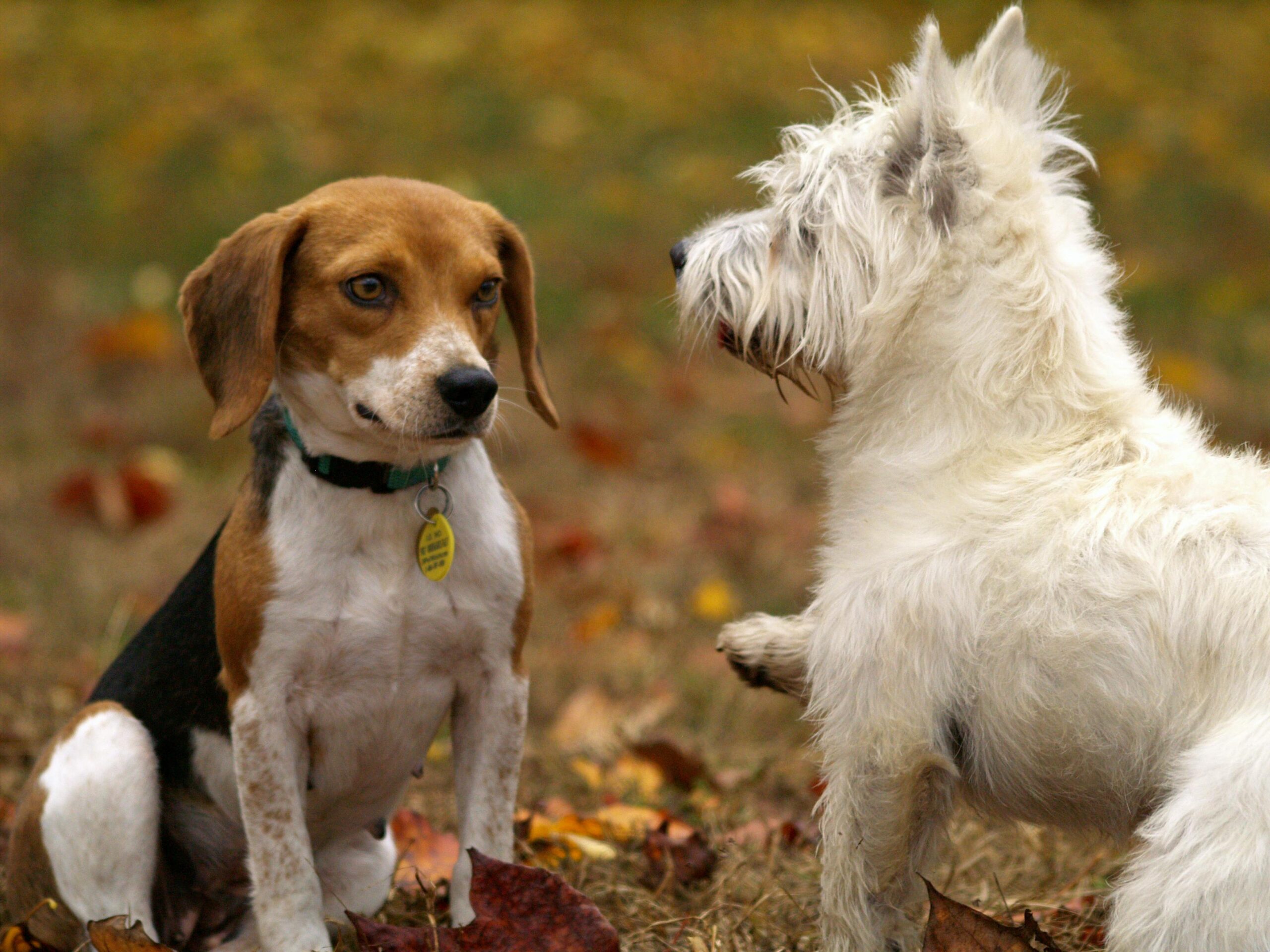a young beagle puppy sitting in grass looking a white dog simialr to a westie side on