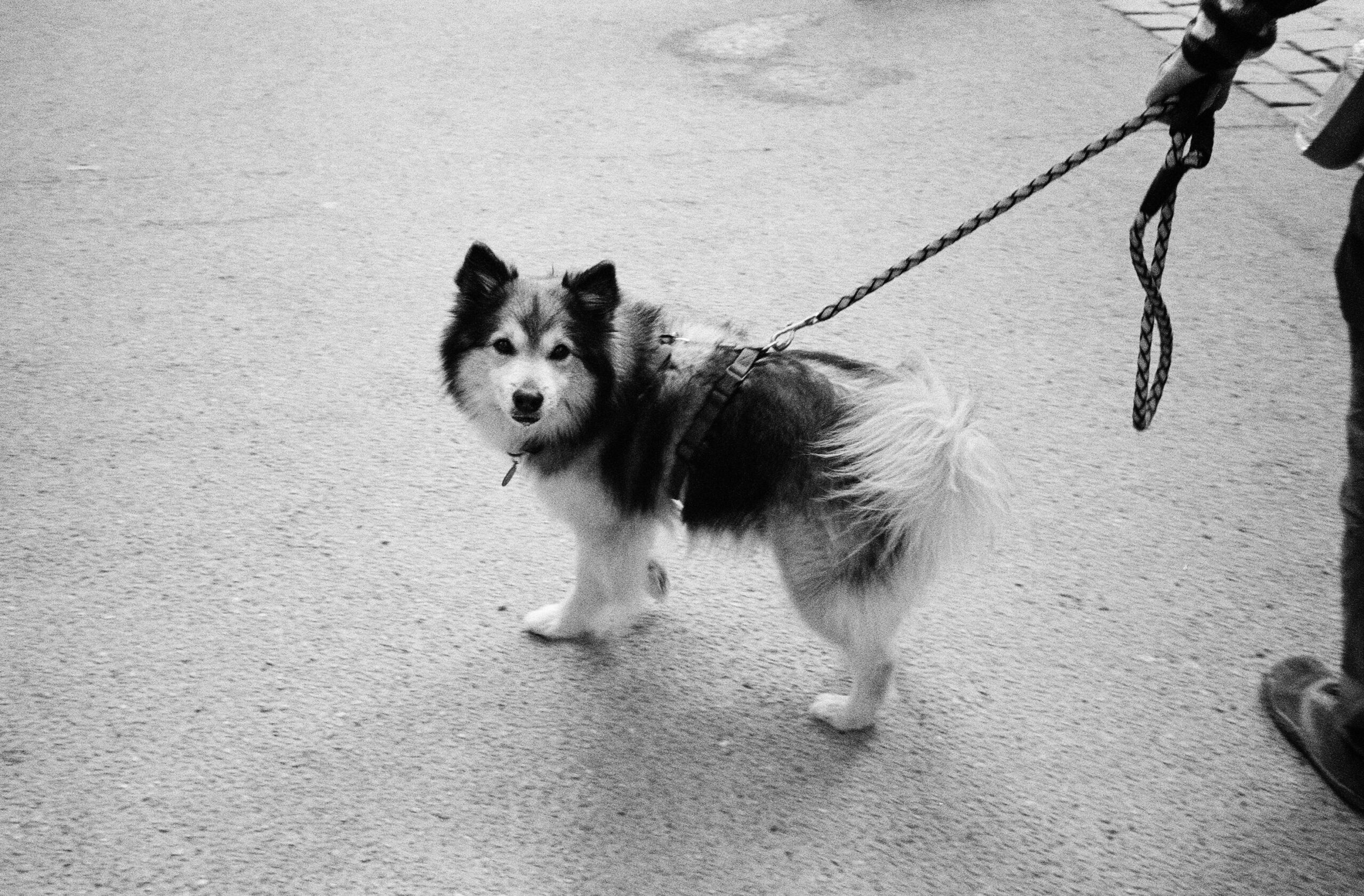 Black and white photo of a dog on a leash walking outdoors, showing attentive lead behaviour.