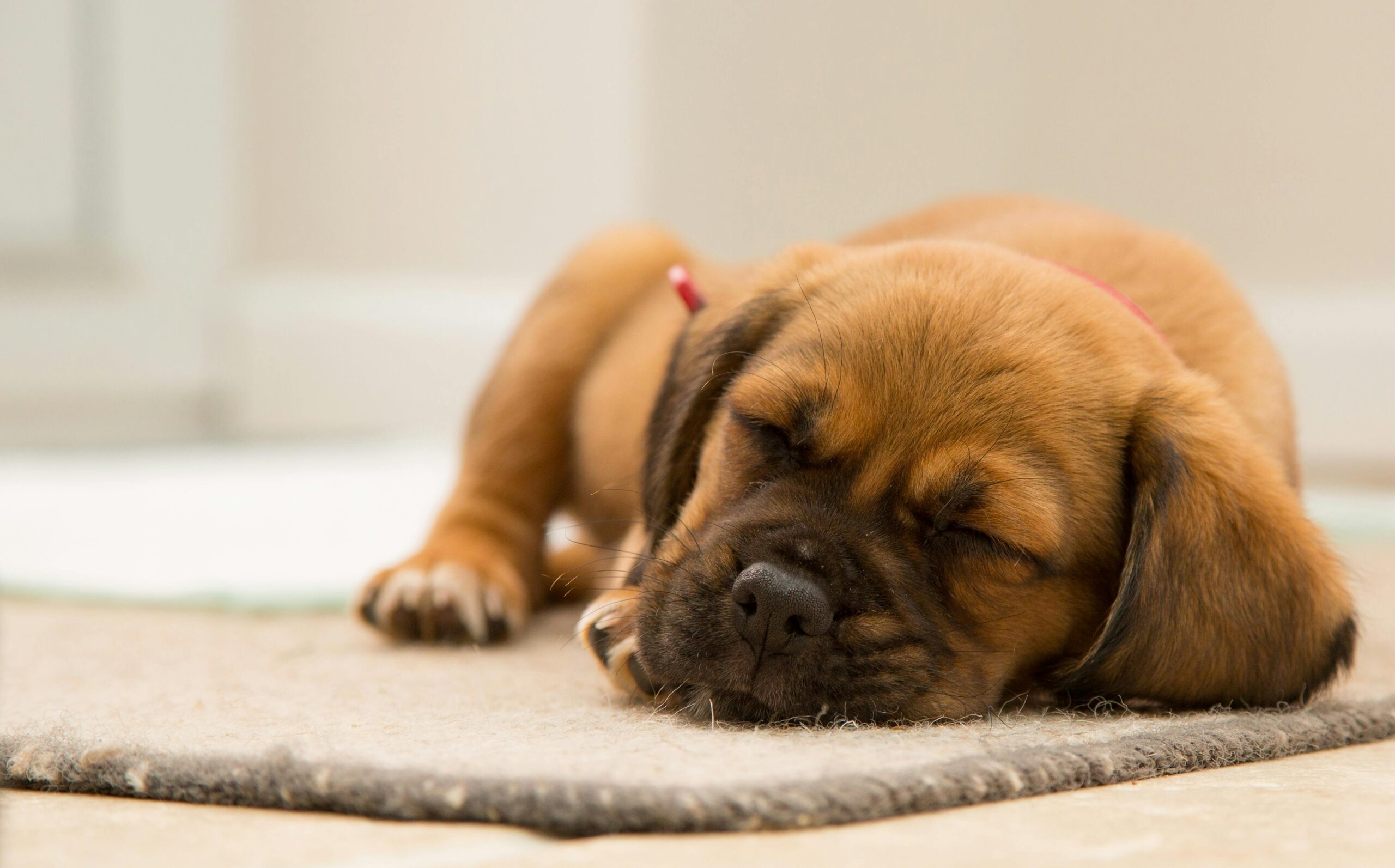 Short-coated brown puppy sleeping curled up on a brown mat, showing a calm resting dog.