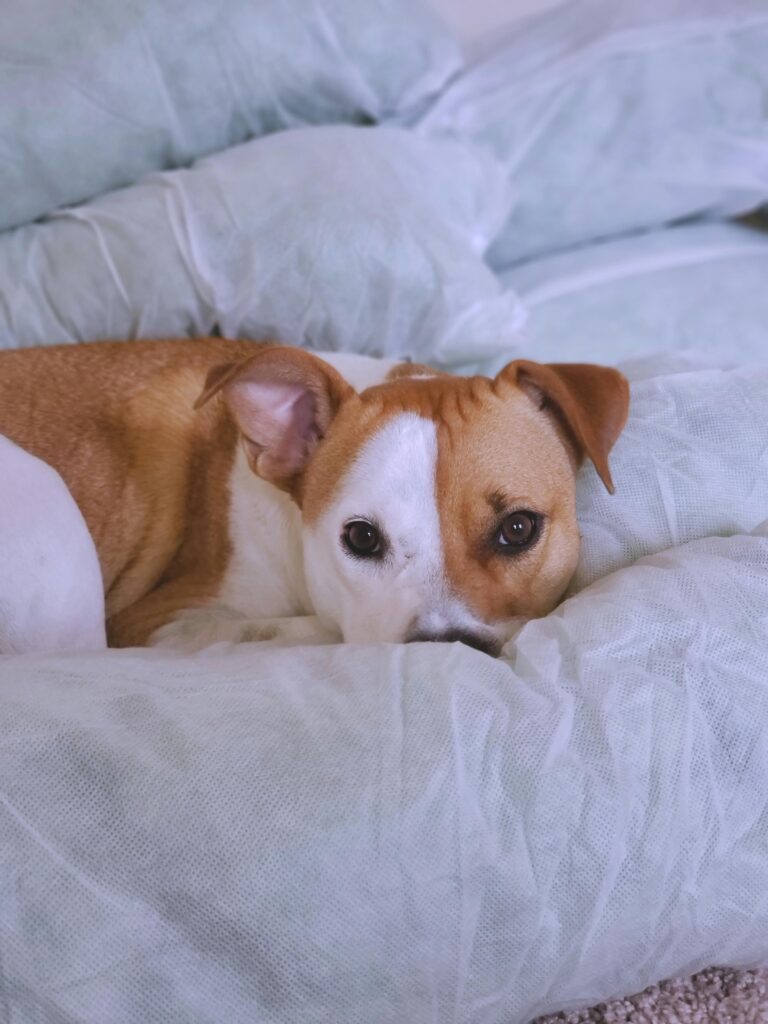 Large short-coated tan and white dog lying on a white surface, relaxing comfortably.