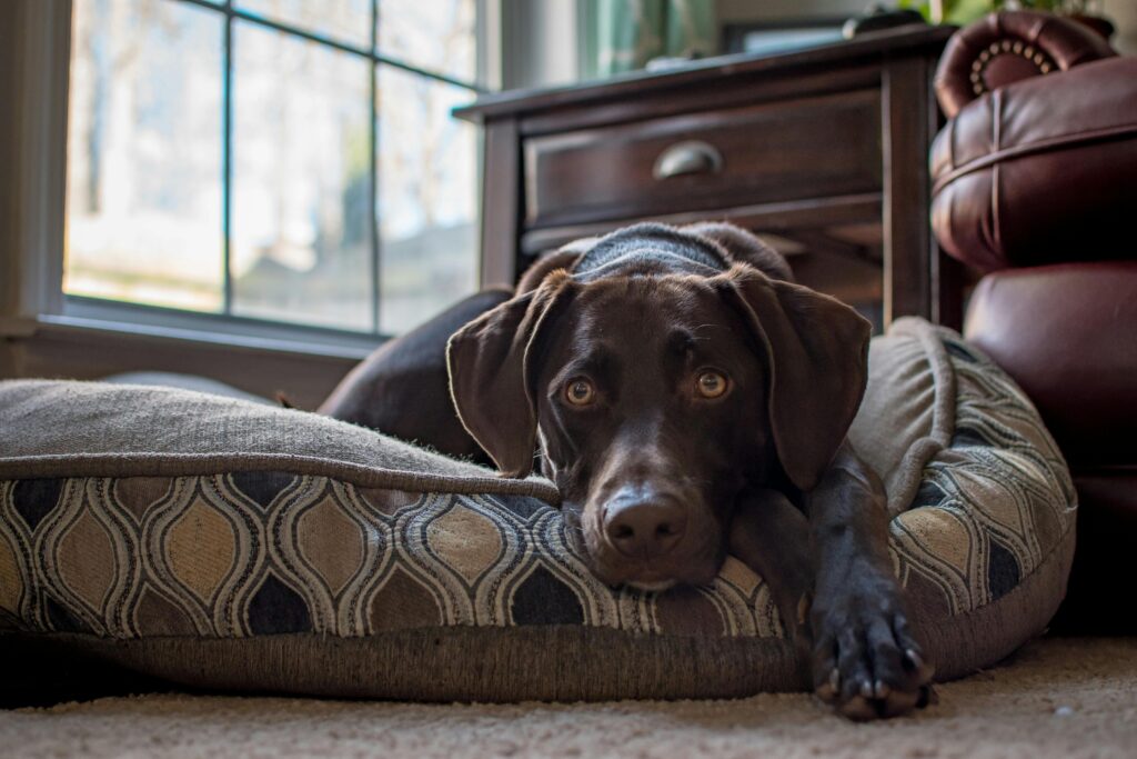Comfortable brown Labrador type dog resting on a cushion indoors