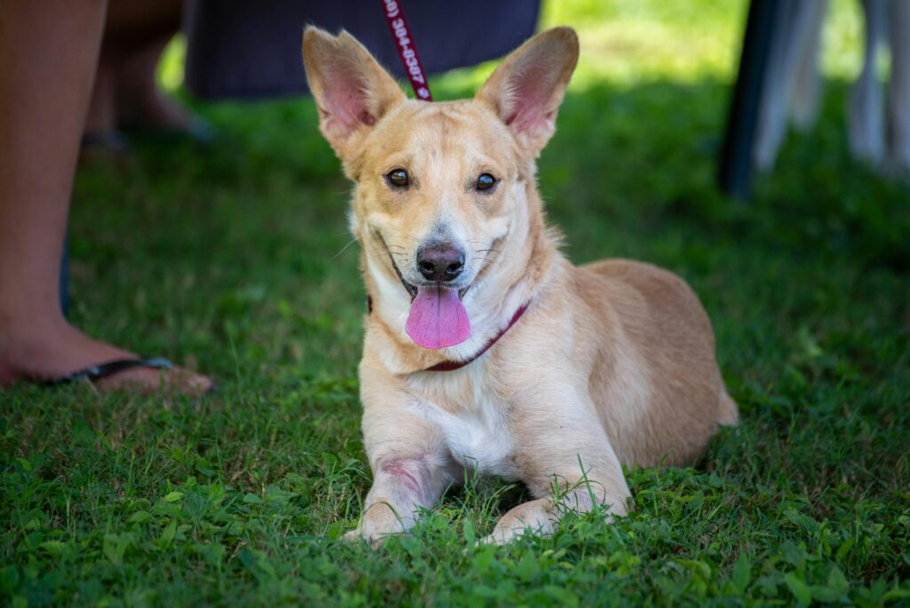 Rescue dog relaxing in the grass
