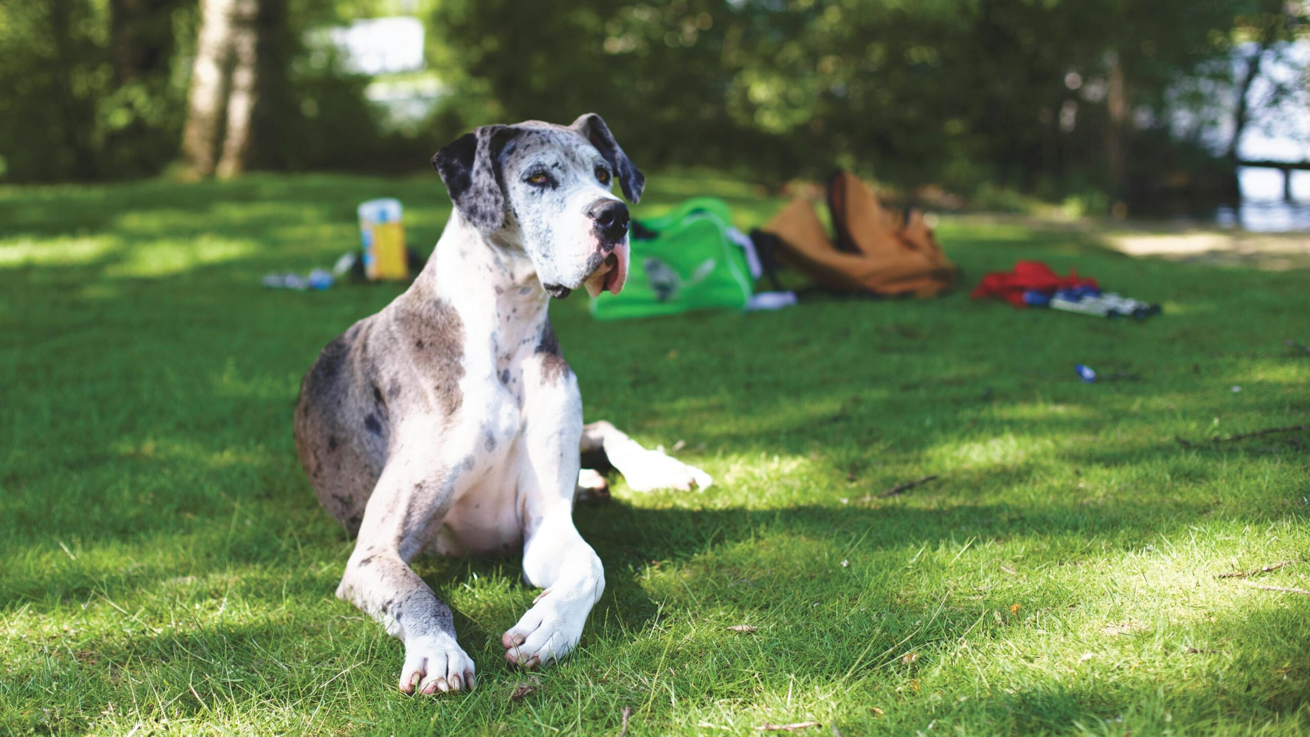 Blue merle Great Dane lying down outdoors