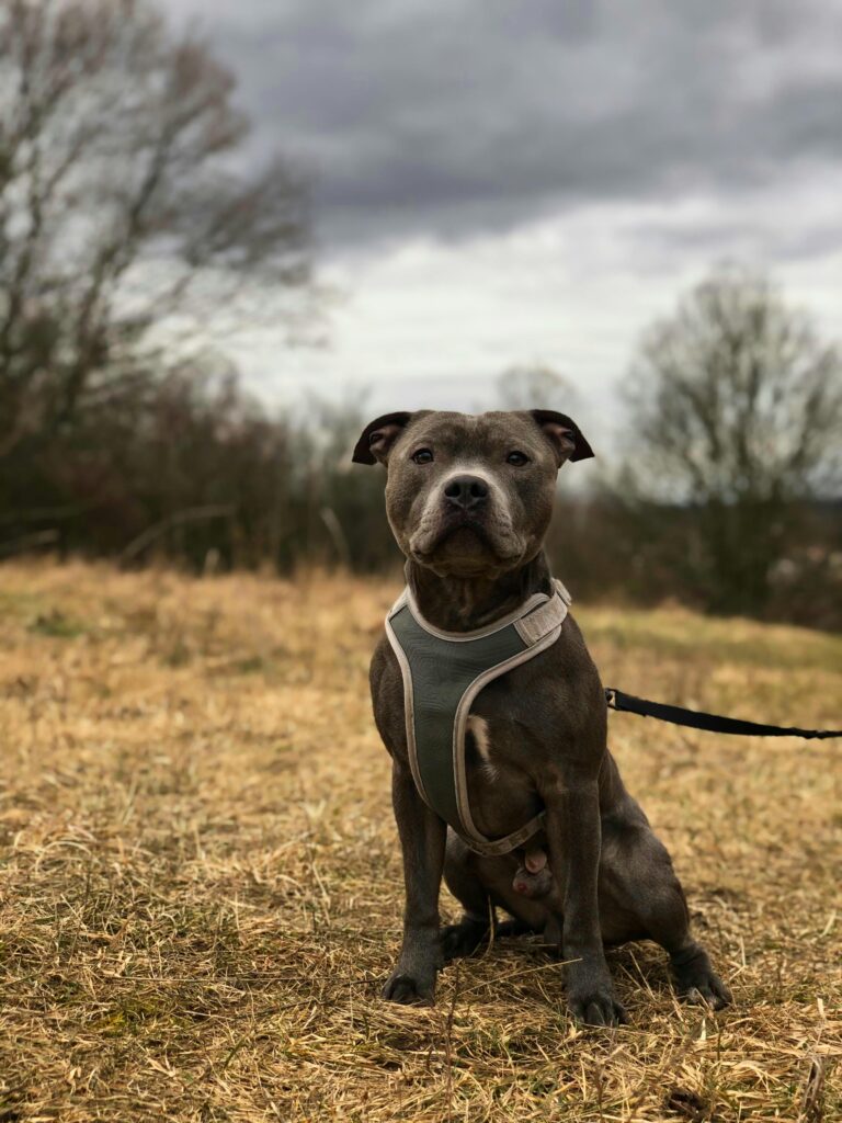 Black Pitbull standing on a grass field